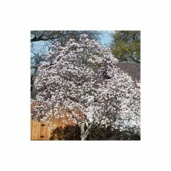 Magnolia soulangeana 12 Magnolia soulangeana -Ornamental Trees Shop P20001 add image 3 9ce4