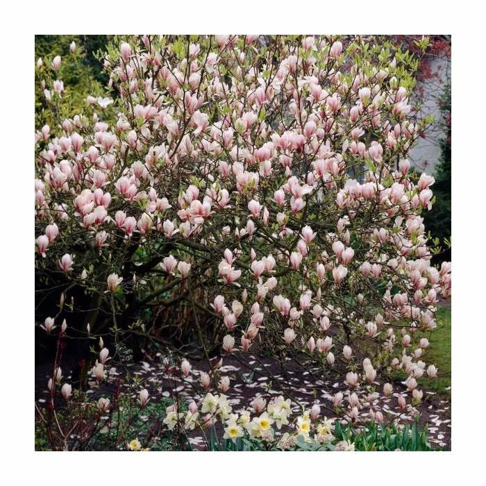 Magnolia soulangeana 3 Magnolia soulangeana