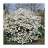 Magnolia stellata 1 Magnolia stellata -Ornamental Trees Shop P20002 main image c0ef