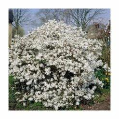 Magnolia stellata