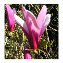 Magnolia 'Susan' -Ornamental Trees Shop P20003 add image 1 92f3