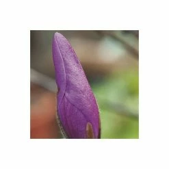 Magnolia 'Susan' -Ornamental Trees Shop P20003 add image 2 d8b0