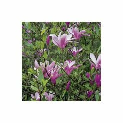 Magnolia 'Susan' -Ornamental Trees Shop P20003 add image 3 54f9