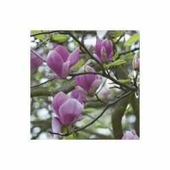 Magnolia 'Susan' -Ornamental Trees Shop P20003 rollover image 9d56