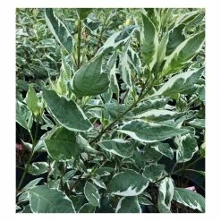 Cornus alba 'Elegantissima' | Red-barked Dogwood | 10L Pot | 90-120cm -Ornamental Trees Shop P20004 add image 2 6832