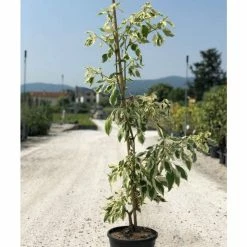 Cornus controversa 'Variegata' | Wedding cake tree | 10L Pot -Ornamental Trees Shop P20006 add image 1 38d7