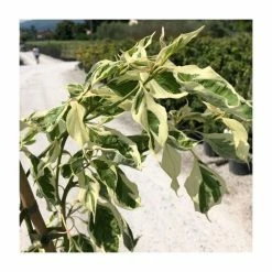 Cornus controversa 'Variegata' | Wedding cake tree | 10L Pot -Ornamental Trees Shop P20006 add image 2 bf38