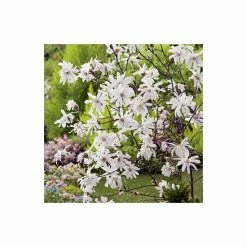 Magnolia Tree Collection | Stellata, Susan & Soulangeana -Ornamental Trees Shop P3COL6 add image 2 5ddb