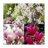 Magnolia Tree Collection | Stellata, Susan & Soulangeana -Ornamental Trees Shop P3COL6 main image 5f09