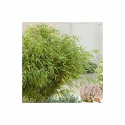 Fargesia rufa Bamboo | 10L Pot | 60-90cm -Ornamental Trees Shop PL190615L add image 1 3847