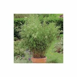 Fargesia rufa Bamboo | 10L Pot | 60-90cm -Ornamental Trees Shop PL190615L add image 2 890d