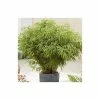 Fargesia rufa Bamboo | 10L Pot | 60-90cm -Ornamental Trees Shop PL190615L main image 43ec