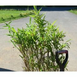 Umbrella Bamboo | Fargesia murieliae 'Jumbo' -Ornamental Trees Shop PL190710L add image 1 3b0d