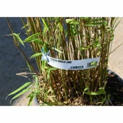 Umbrella Bamboo | Fargesia murieliae 'Jumbo' -Ornamental Trees Shop PL190710L add image 2 4481