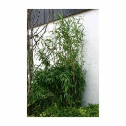 Umbrella Bamboo | Fargesia murieliae 'Jumbo' -Ornamental Trees Shop PL190710L add image 3 7835