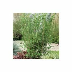 Umbrella Bamboo | Fargesia murieliae 'Jumbo' -Ornamental Trees Shop PL190710L add image 4 5ce1
