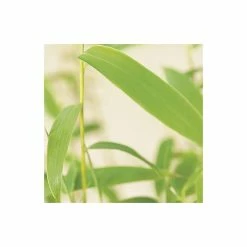 Umbrella Bamboo | Fargesia murieliae 'Jumbo' -Ornamental Trees Shop PL190710L add image 5 1ee7