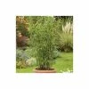 Umbrella Bamboo | Fargesia murieliae 'Jumbo' -Ornamental Trees Shop PL190710L main image 7e68