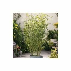 Green Bamboo | Phyllostachys bissetii 11 Green Bamboo | Phyllostachys bissetii -Ornamental Trees Shop PL3002 add image 1 1e26
