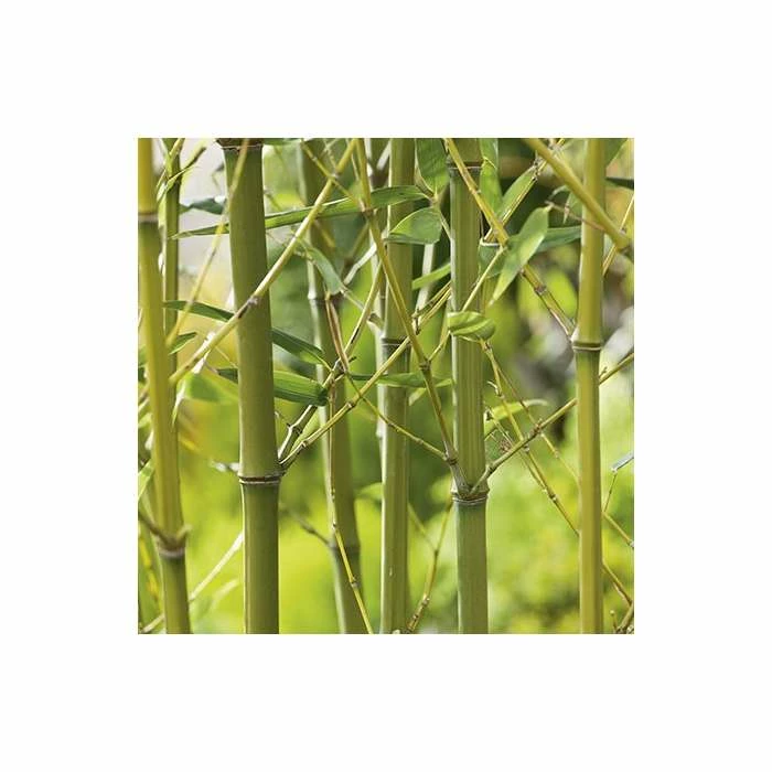 Green Bamboo | Phyllostachys bissetii 6 Green Bamboo | Phyllostachys bissetii - Image 4