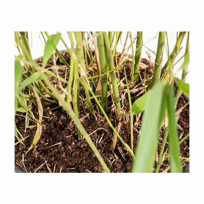 Green Bamboo | Phyllostachys bissetii 8 Green Bamboo | Phyllostachys bissetii - Image 6
