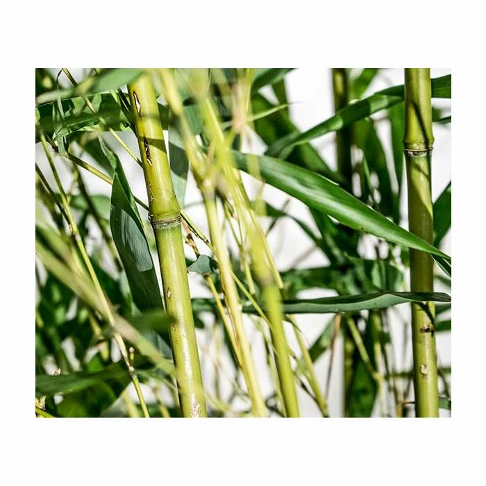 Green Bamboo | Phyllostachys bissetii 9 Green Bamboo | Phyllostachys bissetii - Image 7