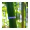 Green Bamboo | Phyllostachys bissetii 2 Green Bamboo | Phyllostachys bissetii -Ornamental Trees Shop PL3002 main image 20ac