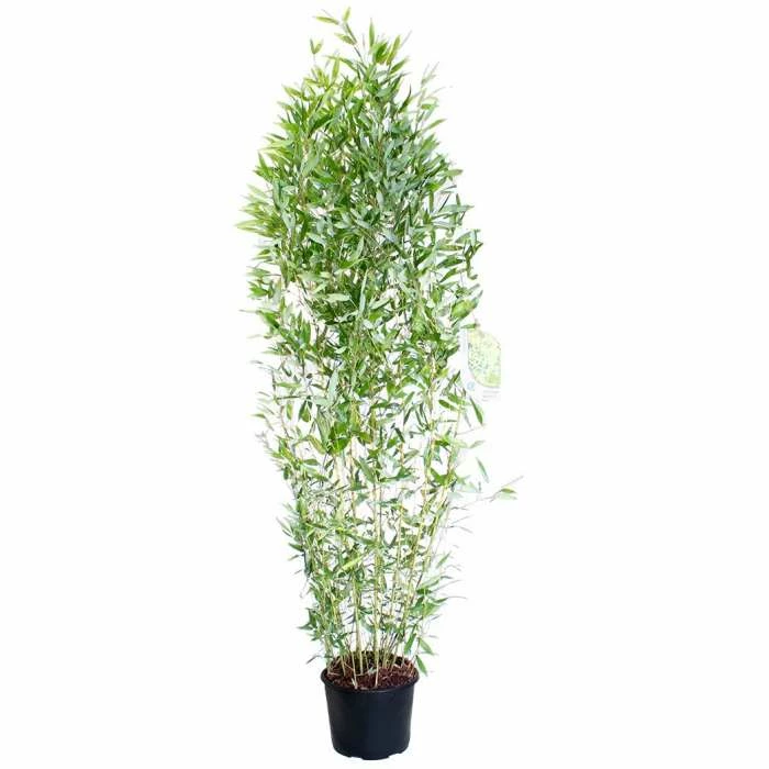 Green Bamboo | Phyllostachys bissetii 4 Green Bamboo | Phyllostachys bissetii - Image 2