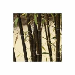 Black Bamboo | Phyllostachys nigra 10 Black Bamboo | Phyllostachys nigra -Ornamental Trees Shop PL3003 add image 1 3809