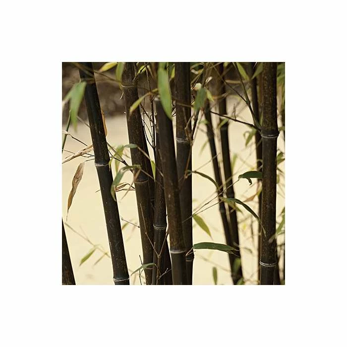 Black Bamboo | Phyllostachys nigra 5 Black Bamboo | Phyllostachys nigra - Image 3