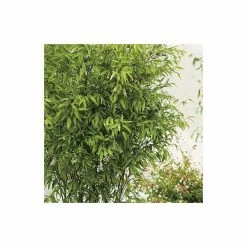 Black Bamboo | Phyllostachys nigra 11 Black Bamboo | Phyllostachys nigra -Ornamental Trees Shop PL3003 add image 2 2950
