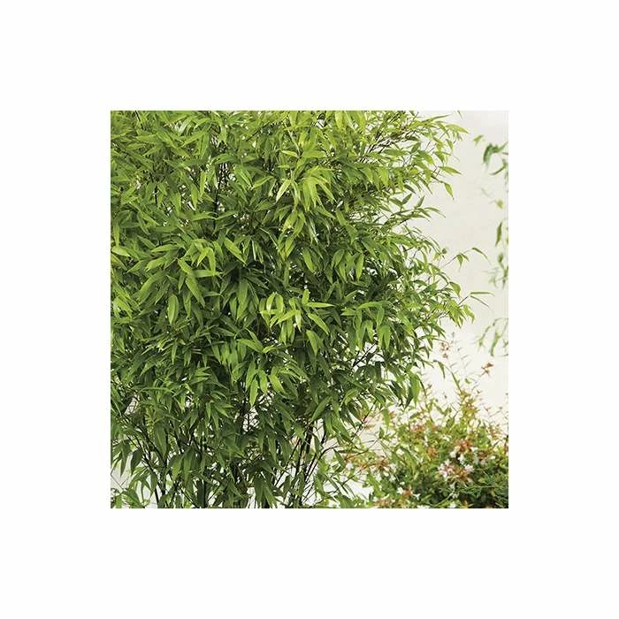 Black Bamboo | Phyllostachys nigra 6 Black Bamboo | Phyllostachys nigra - Image 4