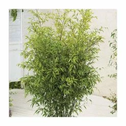 Black Bamboo | Phyllostachys nigra 12 Black Bamboo | Phyllostachys nigra -Ornamental Trees Shop PL3003 add image 3 845b
