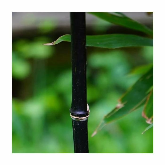 Black Bamboo | Phyllostachys nigra 3 Black Bamboo | Phyllostachys nigra