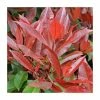Photinia serrulata 'Red Robin' -Ornamental Trees Shop PL38105 main image de58