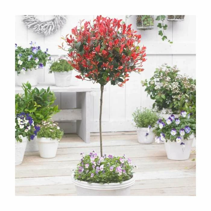 Photinia serrulata 'Red Robin' 4 Photinia serrulata 'Red Robin' - Image 2