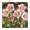 2ft Helleborus 'Ice N Roses® Carlotta' | 4.5L Pot | Helleborus Gold Collection® 2 2ft Helleborus 'Ice N Roses® Carlotta' | 4.5L Pot | Helleborus Gold Collection® -Ornamental Trees Shop PL50099 main image 326a