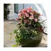 2ft Helleborus 'Ice N Roses® Early Rose' | 4.5L Pot | Helleborus Gold Collection® -Ornamental Trees Shop PL50101 main image 70ca