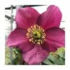 1ft Helleborus 'Leona' | 3L Pot | Helleborus Gold Collection® -Ornamental Trees Shop PL50107 main image ddd6