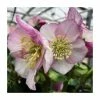 1ft Helleborus 'Liara' | 3L Pot | Helleborus Gold Collection® -Ornamental Trees Shop PL50109 main image 22ce