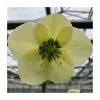 1ft Helleborus 'Linda' | 3L Pot | Helleborus Gold Collection® -Ornamental Trees Shop PL50110 main image 3116