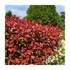 20-50cm Photinia 'Red Robin' | 5x 9cm Pots -Ornamental Trees Shop PL51014A main image 311f