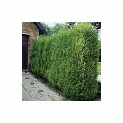 2m Leyland Cypress Hedging | 20-50cm | 'Cupressus leylandii' | 5 x 9cm Pots -Ornamental Trees Shop PL51022A add image 1 ffae
