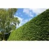 2m Leyland Cypress Hedging | 20-50cm | 'Cupressus leylandii' | 5 x 9cm Pots