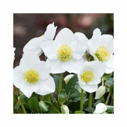 1ft Helleborus 'Diva' | 3L Pot | Helleborus Gold Collection® 6 1ft Helleborus 'Diva' | 3L Pot | Helleborus Gold Collection® -Ornamental Trees Shop PL52001 add image 1 fdf9