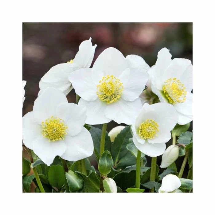 1ft Helleborus 'Diva' | 3L Pot | Helleborus Gold Collection® 4 1ft Helleborus 'Diva' | 3L Pot | Helleborus Gold Collection® - Image 3