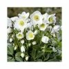 1ft Helleborus 'Diva' | 3L Pot | Helleborus Gold Collection® -Ornamental Trees Shop PL52001 main image 31f3