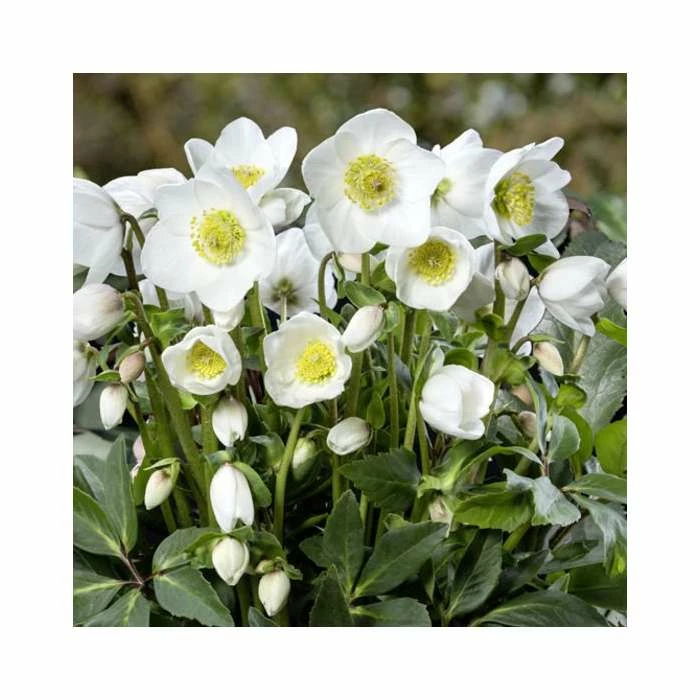 1ft Helleborus 'Diva' | 3L Pot | Helleborus Gold Collection® 2 1ft Helleborus 'Diva' | 3L Pot | Helleborus Gold Collection®