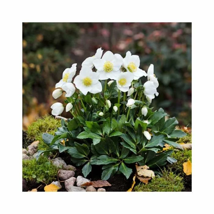 1ft Helleborus 'Diva' | 3L Pot | Helleborus Gold Collection® 3 1ft Helleborus 'Diva' | 3L Pot | Helleborus Gold Collection® - Image 2
