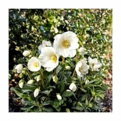 1ft Helleborus 'Jesse' | 3L Pot | Helleborus Gold Collection®